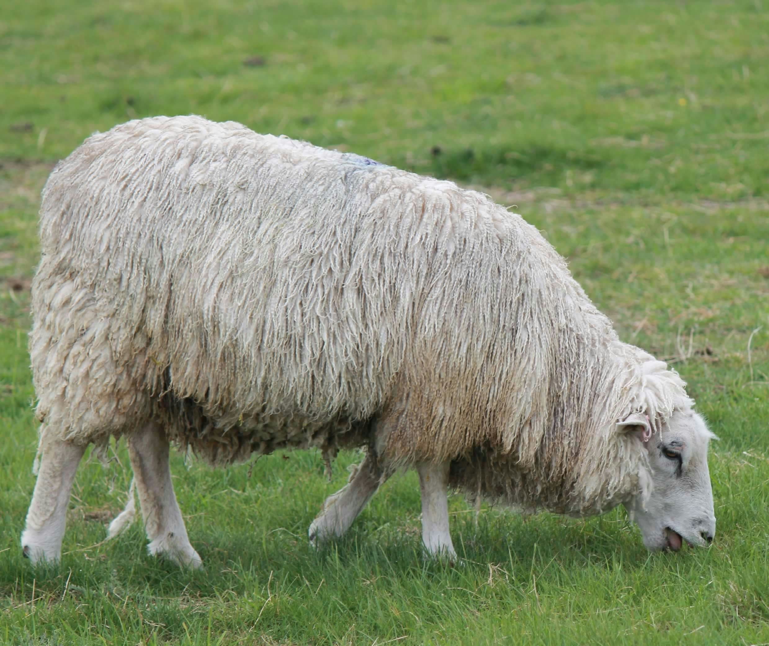 New Blue Plaque for Local Historian